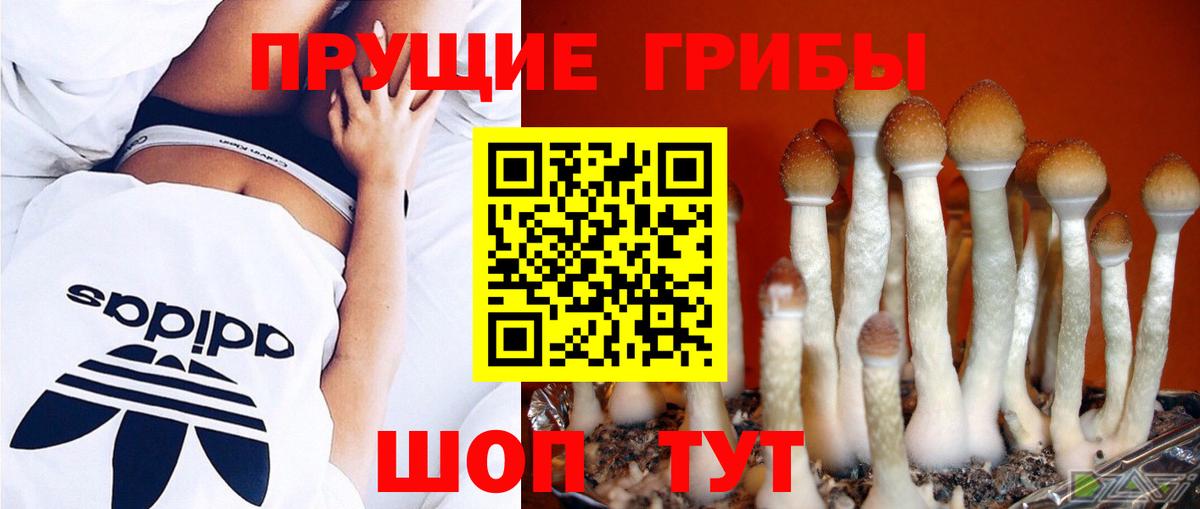 Галлюциногенные грибы Psilocybine cubensis Северск